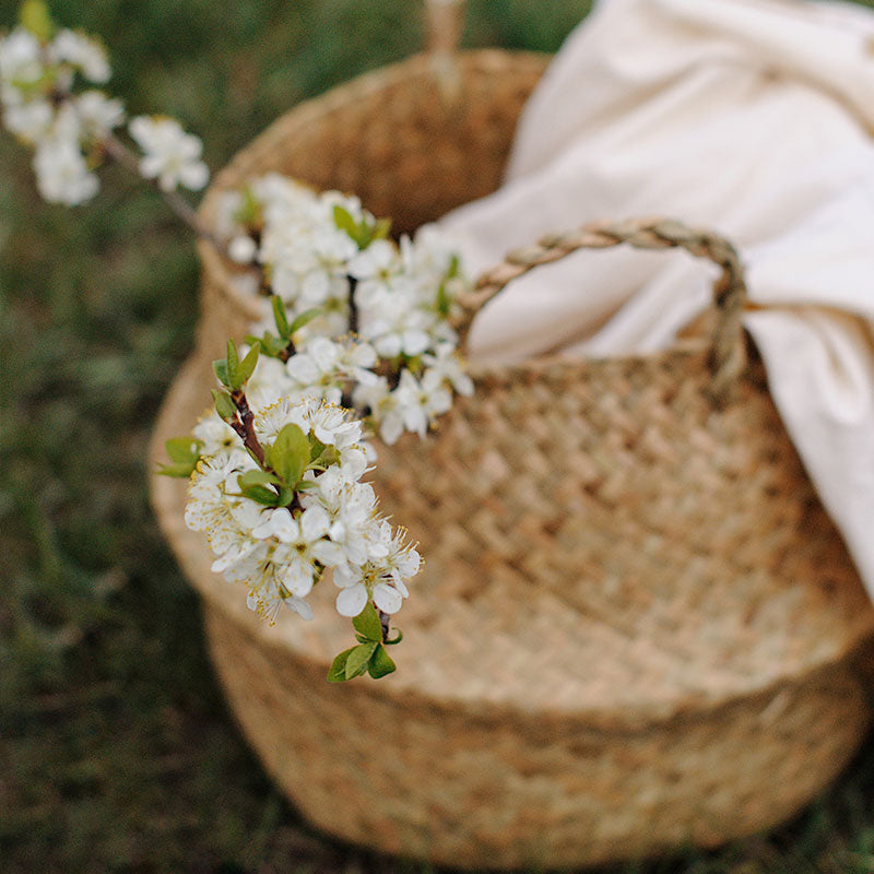 Cherry blossoms on a branch in a basket with a blanket